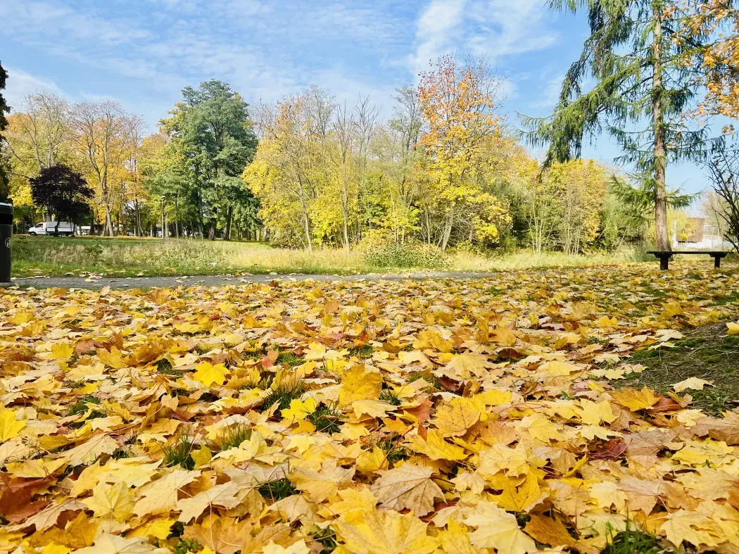 Wzmocnienie ochrony przyrody i bioróżnorodności w Parku Staromiejskim w Sieradzu
