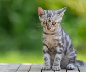 Sterylizacja i kastracja psów oraz kotów 