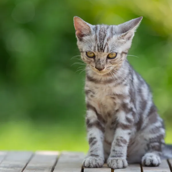Sterylizacja i kastracja psów oraz kotów 
