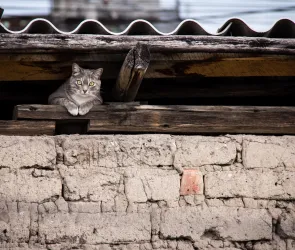 Wsparcie na steryzlizację i kastrację kotów wolnożyjących 